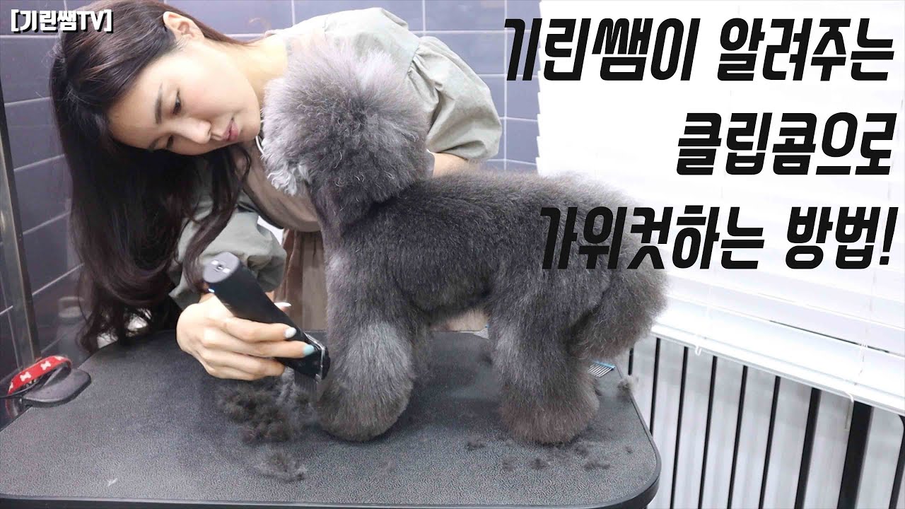 [기린쌤TV] 다른선생님들은 절대 알려주지 않는 클립콤으로 가위컷하는 방법!