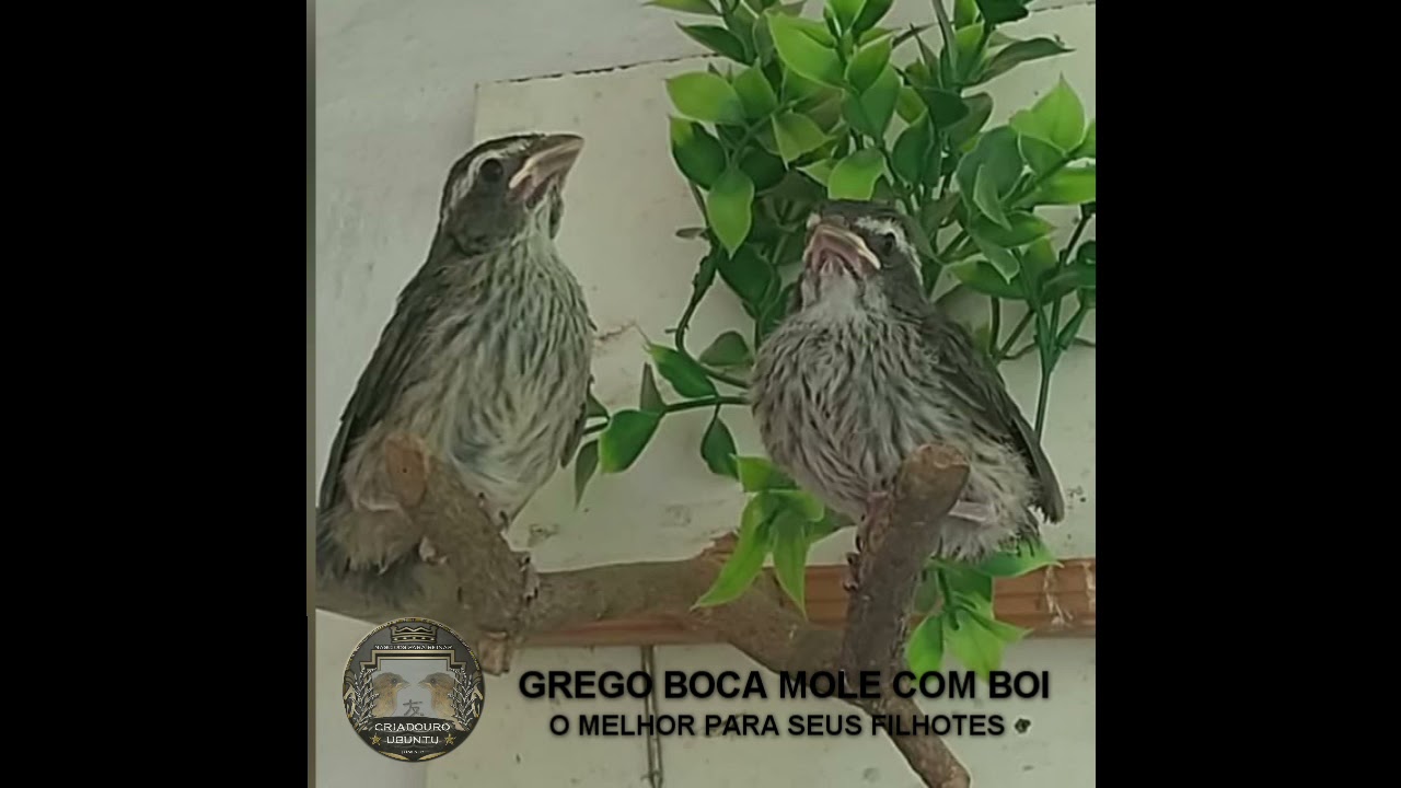 GREGO BOCA MOLE COM BOI COMPASSADO, O MELHOR ENCARTE PARA SEUS FILHOTES!!