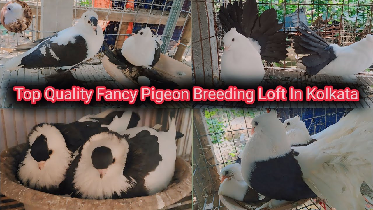 Top Quality Fancy Pigeon Breeding Loft In Kolkata #fancypigeon _Kabootarlover