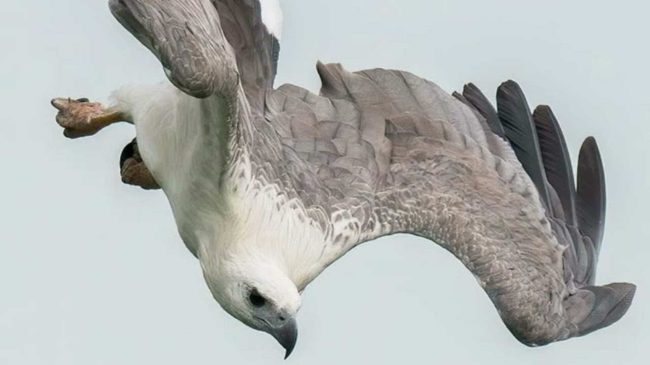 Become an avian, Grow wings and tail feathers. Improved.