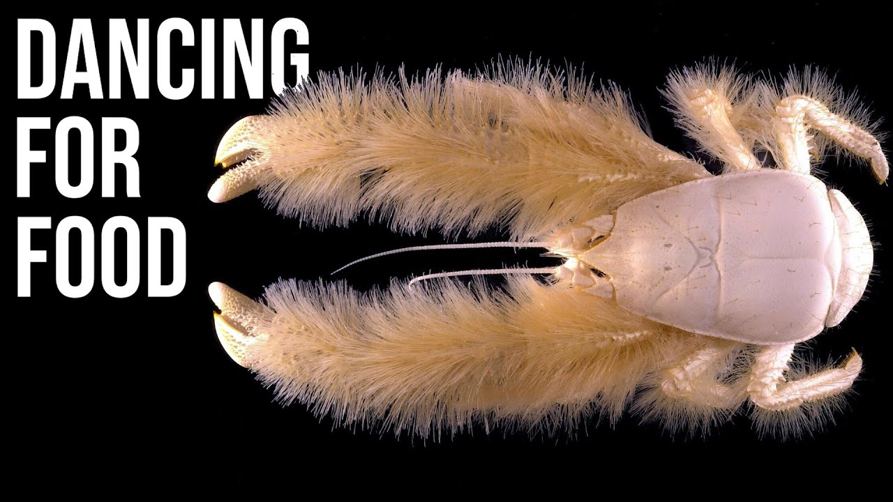 What Exactly Is: Yeti Crab | The Crabominable Deep-Sea Crustacean
