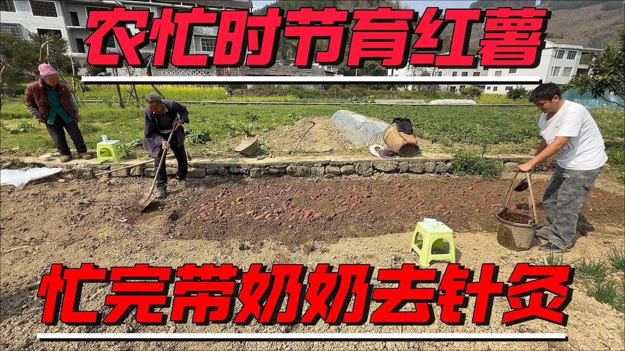 休息晌午和爷爷一起去地里完成培育红薯，酷暑的天奶奶给我们送物资解暑。忙完农活带奶奶去医院针灸。