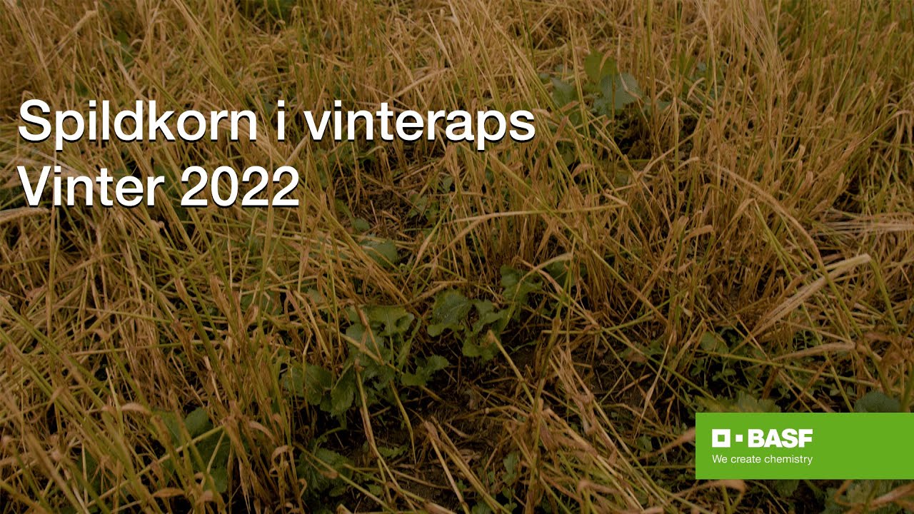 Spildkorn i raps vinter 2022