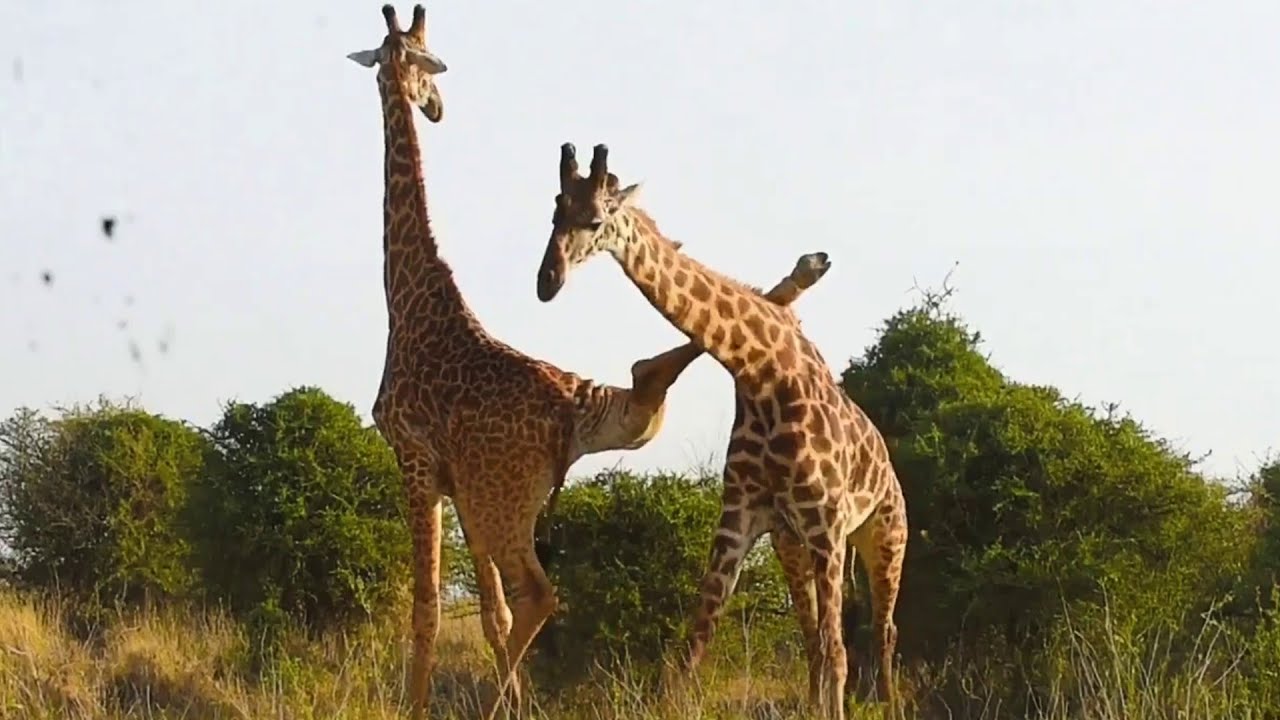 Funniest Giraffes Fighting Ever