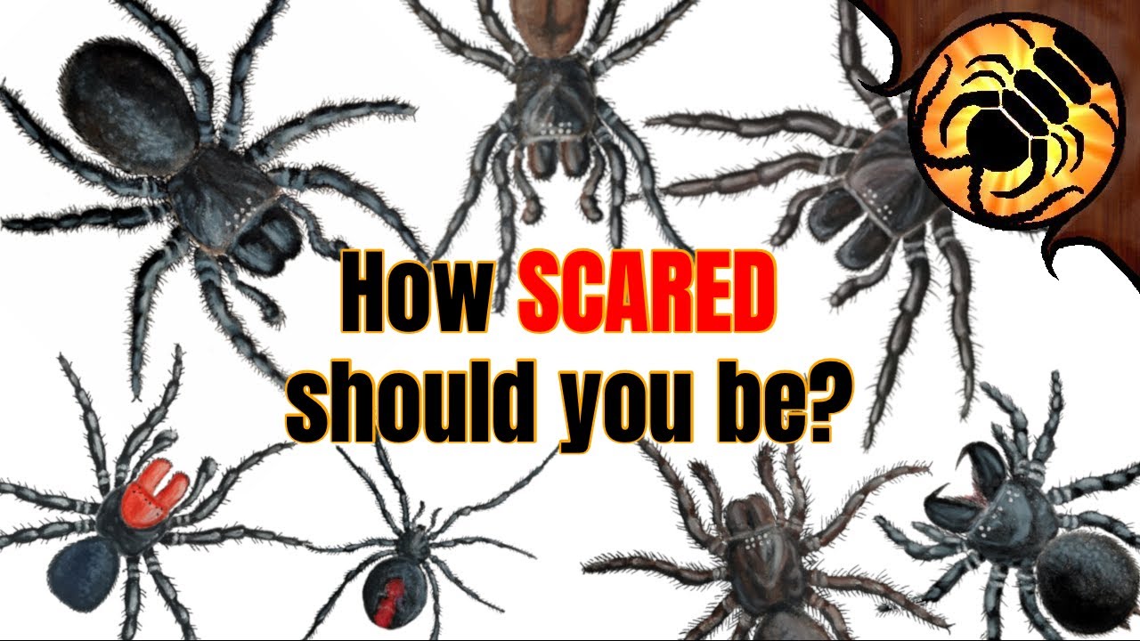 How Dangerous are Australian Spiders REALLY?