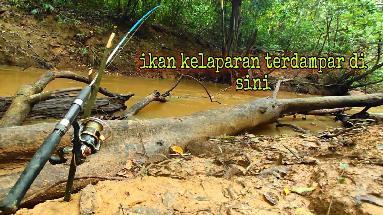 Joran kalang kabut saat mancing ikan baung di sungai ini