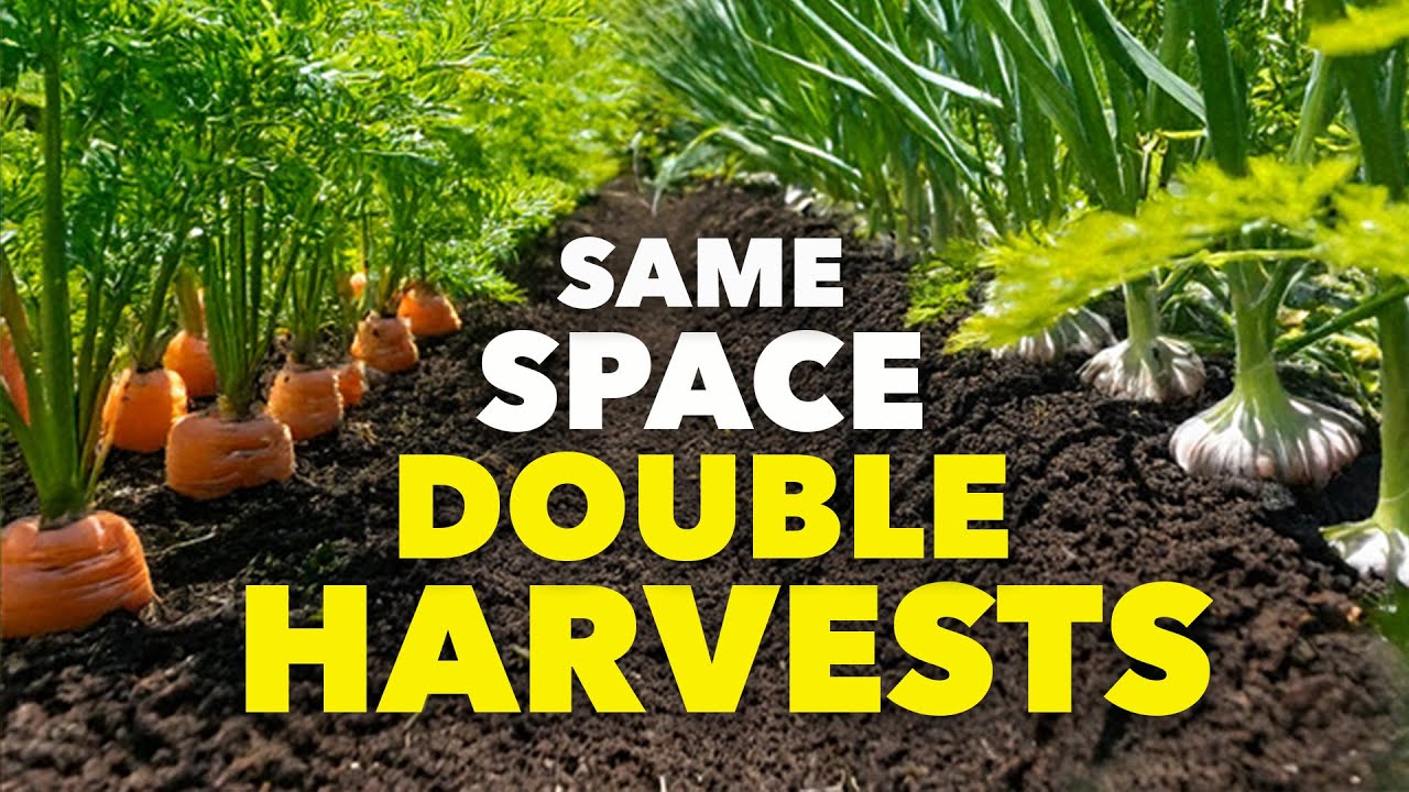 This ONE Clever Trick Doubles Harvests and Protects Your Crops