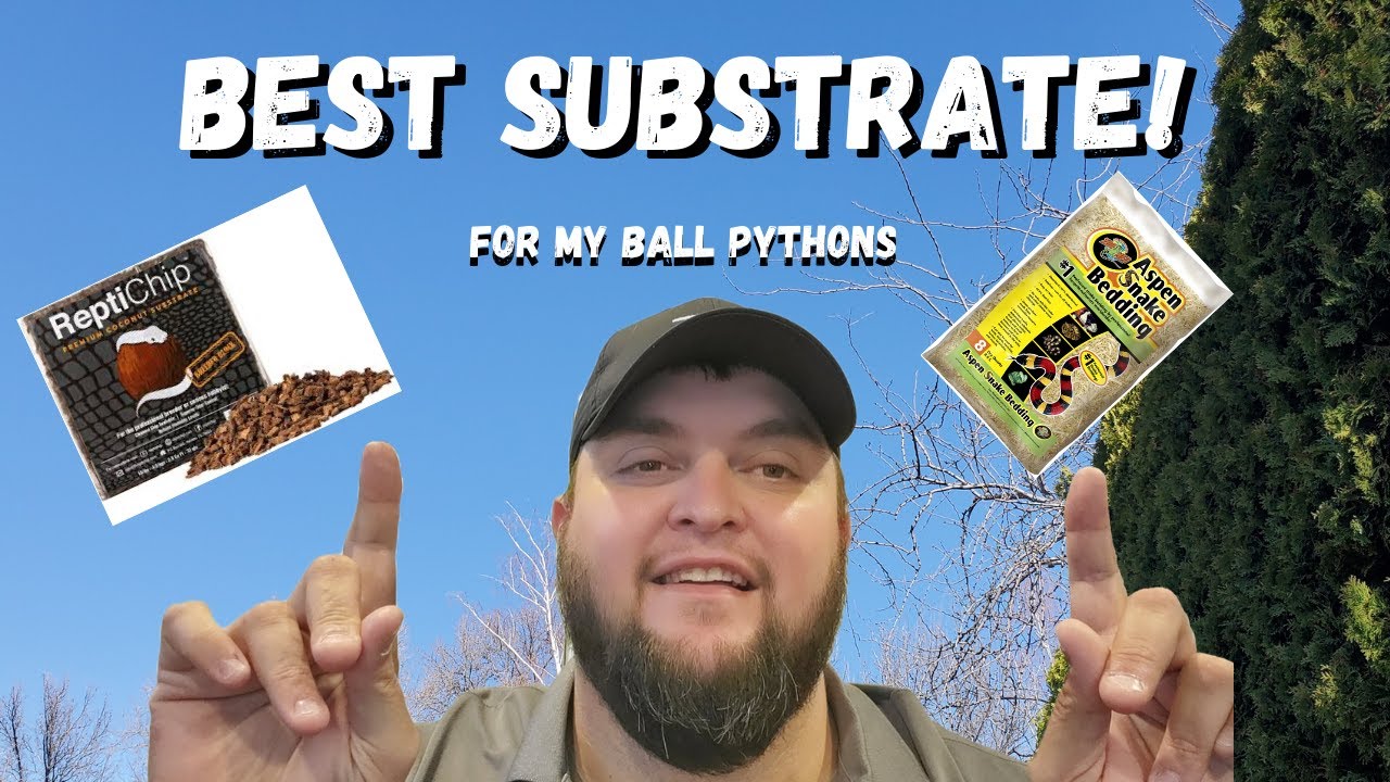Humidity Issues & the Best Substrate for your Ball Pythons!