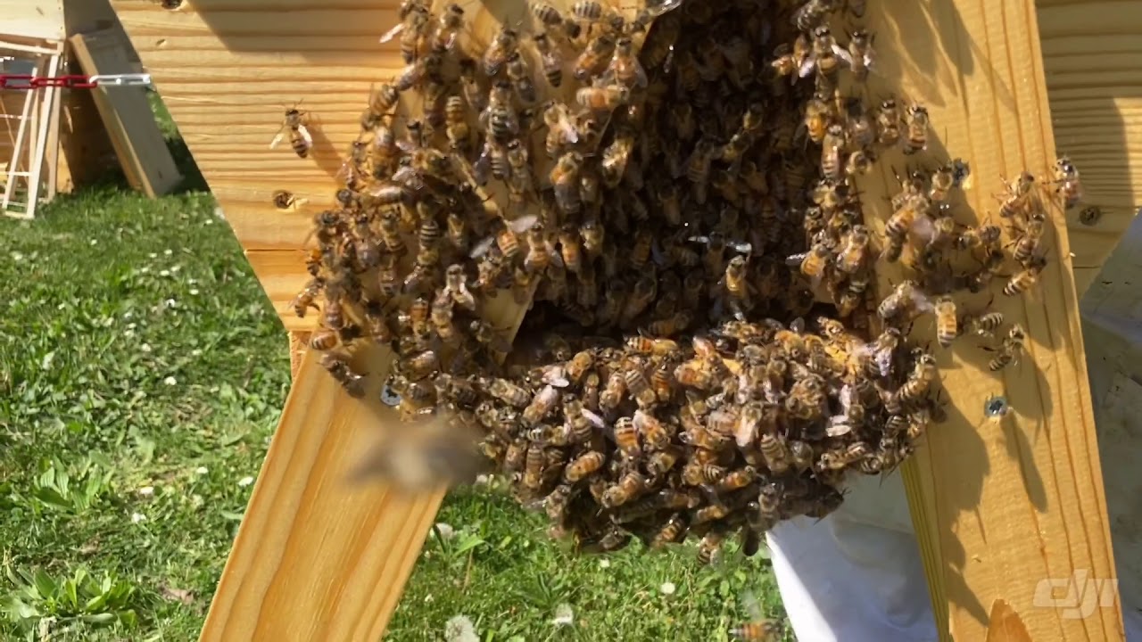 Ruche kenyane Ep01 : Comment enrucher un essaim d'abeilles dans une ruche Kenyane