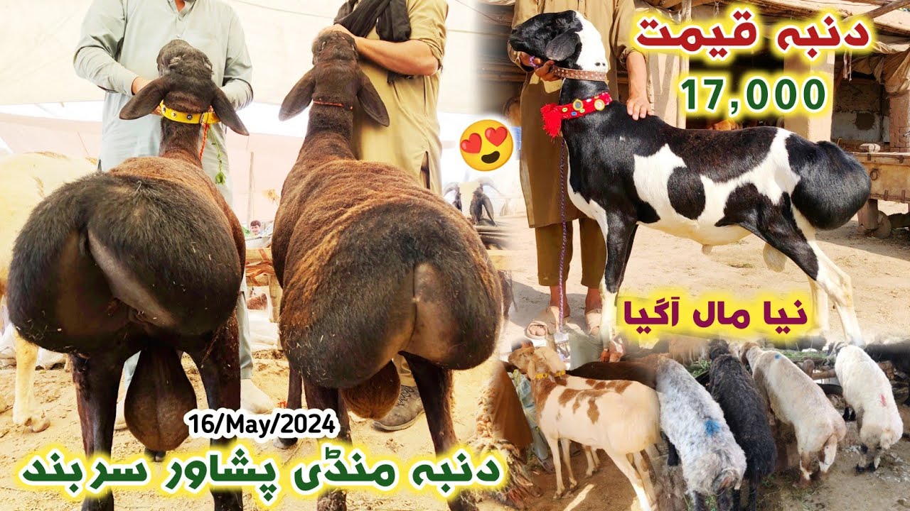 Dumba Mandi Peshawar New Updates 16 May 2024 | Eid Ul Azha Turki Balkhi Sheep Price | Izhar Ali Shah