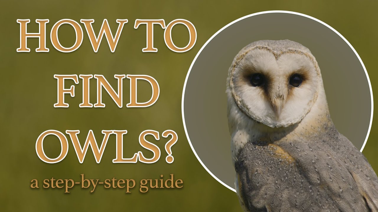 How to Find Owls 2 | Bird Photography