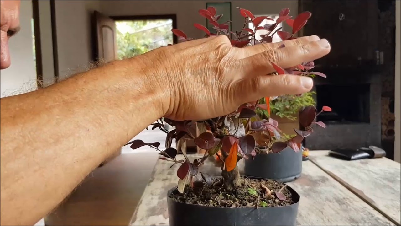 Poda inicial Loropetalum Rubrum , do Fabrício Filho