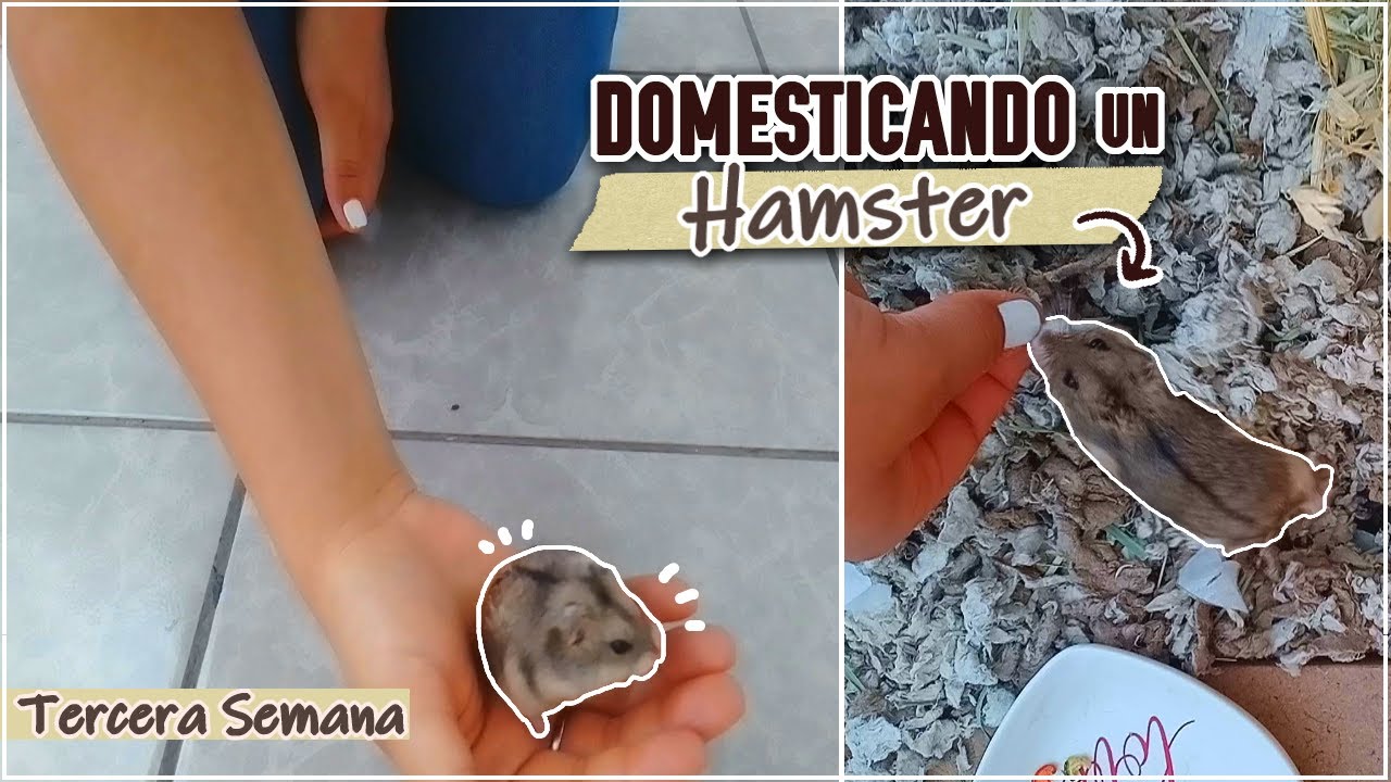 🐹 DOMESTICANDO un HAMSTER RUSO desde cero | Hamster en Casa❤