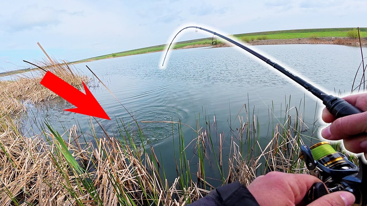 Stiuca dupa Stiuca cu o singura naluca - CANNIBAL SHAD #pescuit #stiuca #savagegear