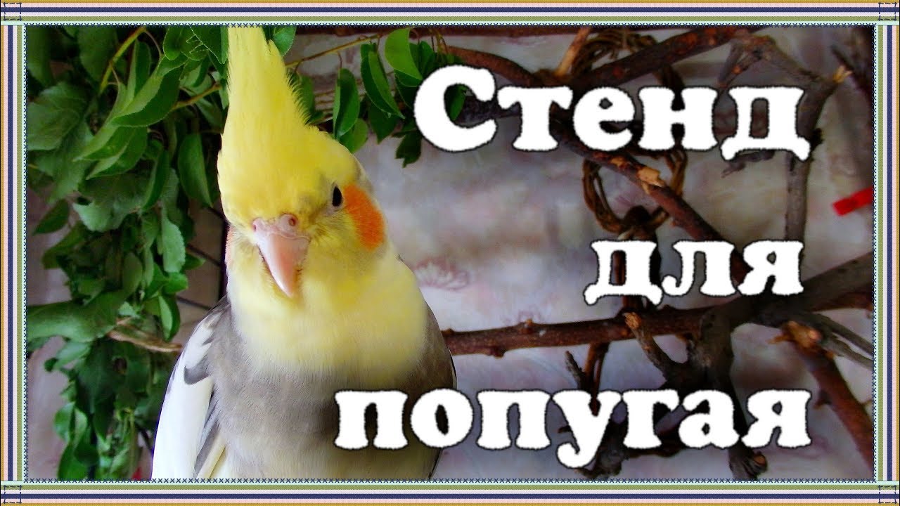 СТЕНД ДЛЯ ПОПУГАЯ. Зачем попугаю стенд. Как сделать стенд для попугая своими руками.