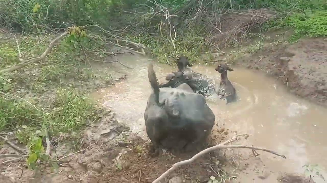एकदम खाई आने से बच गई भैंस गिरते गिरते बच्ची भैंस