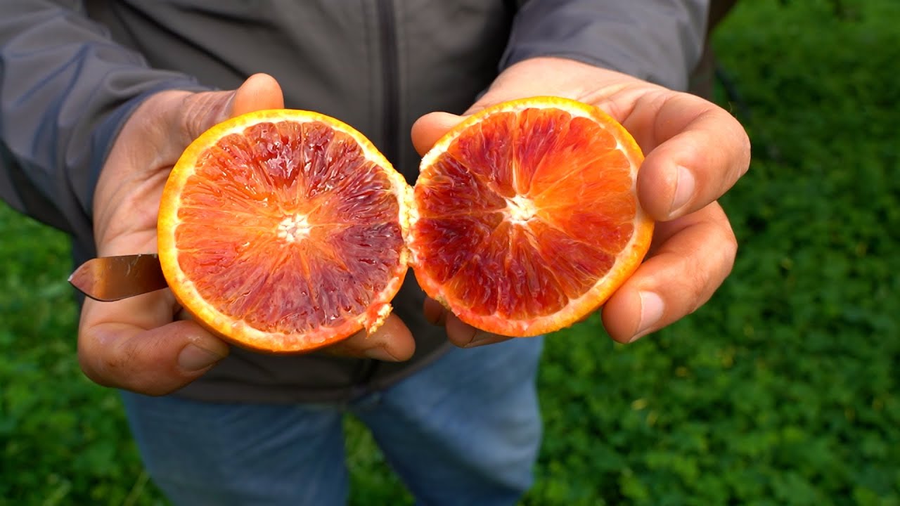 ARANCIA ROSSA DI SICILIA IGP: Fragilità, valore e futuro di un patrimonio agricolo unico