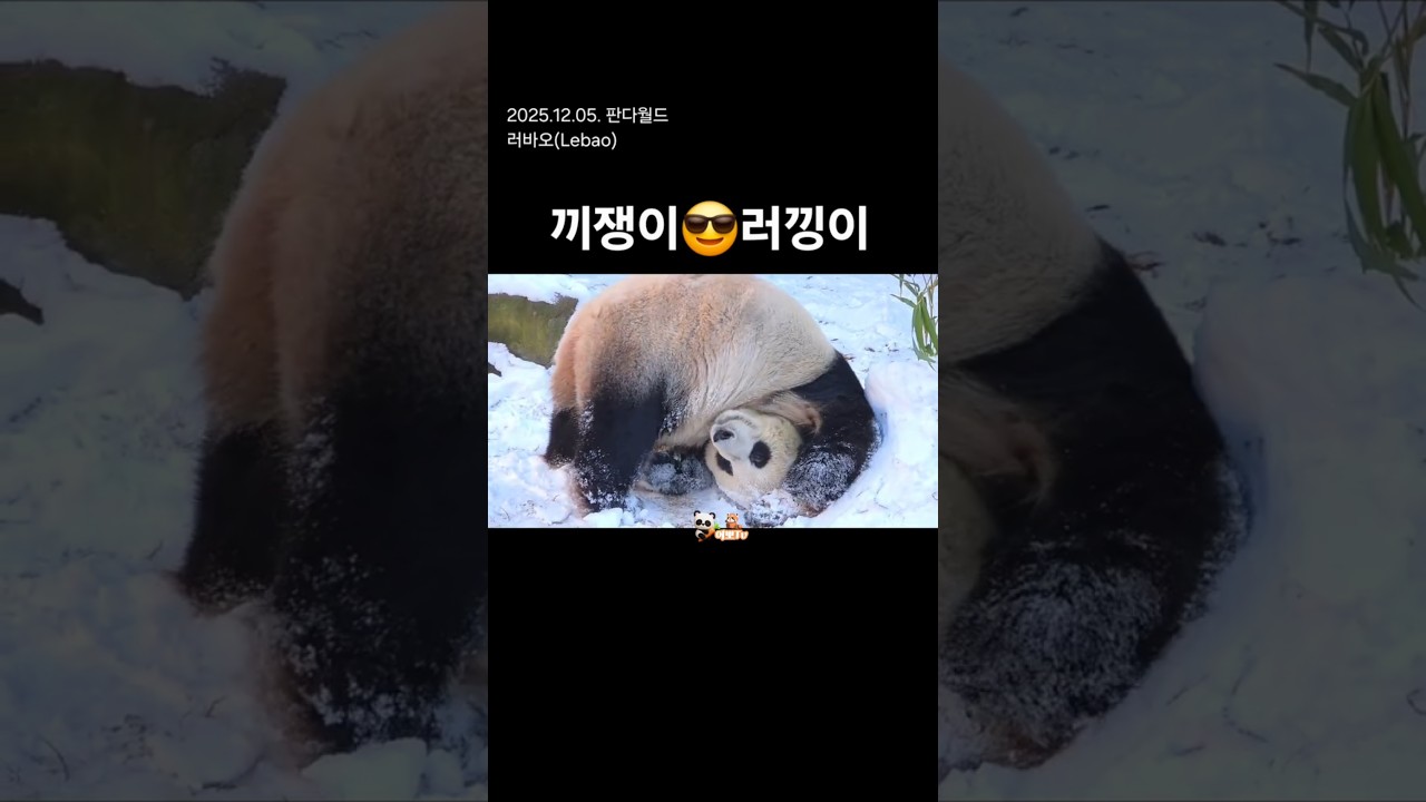 대흥분! 끼쟁이😎러낑이, 세상 행복한 러바오(오바오님 나레이션) #러바오 #panda #판다월드