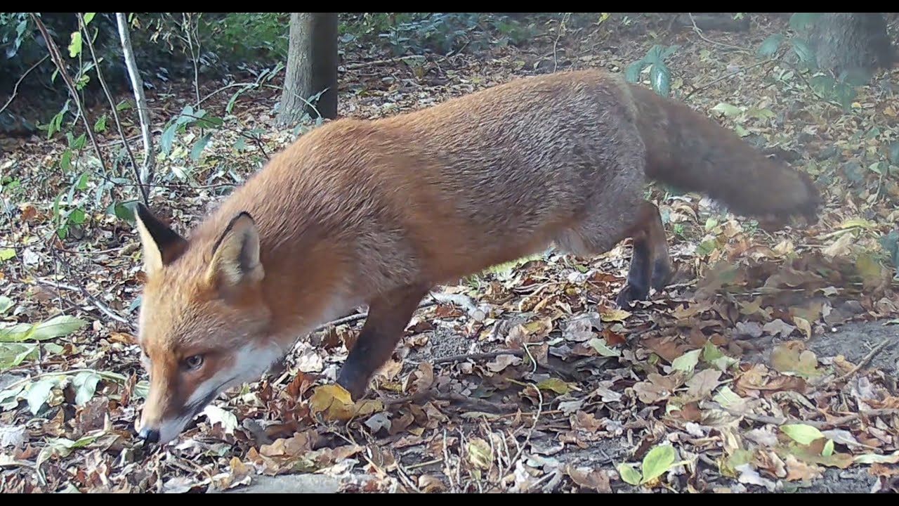 Red foxes: Day and night, November 2024