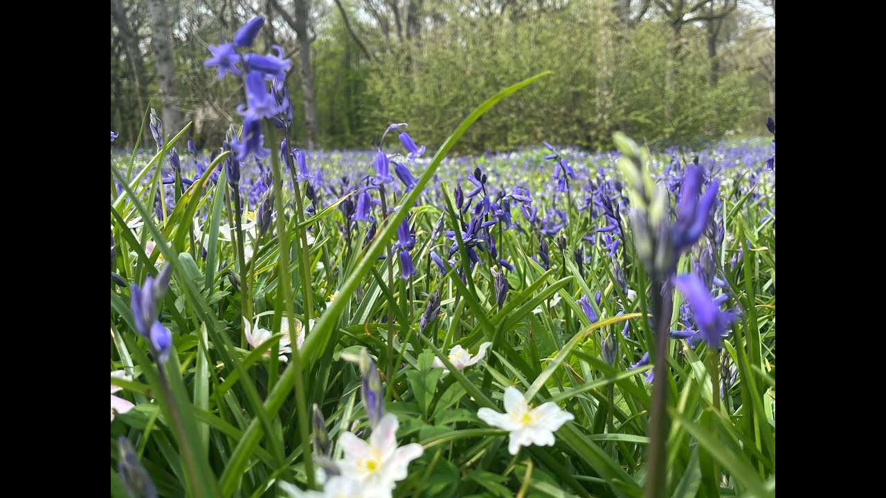 Arlington Bluebell walk