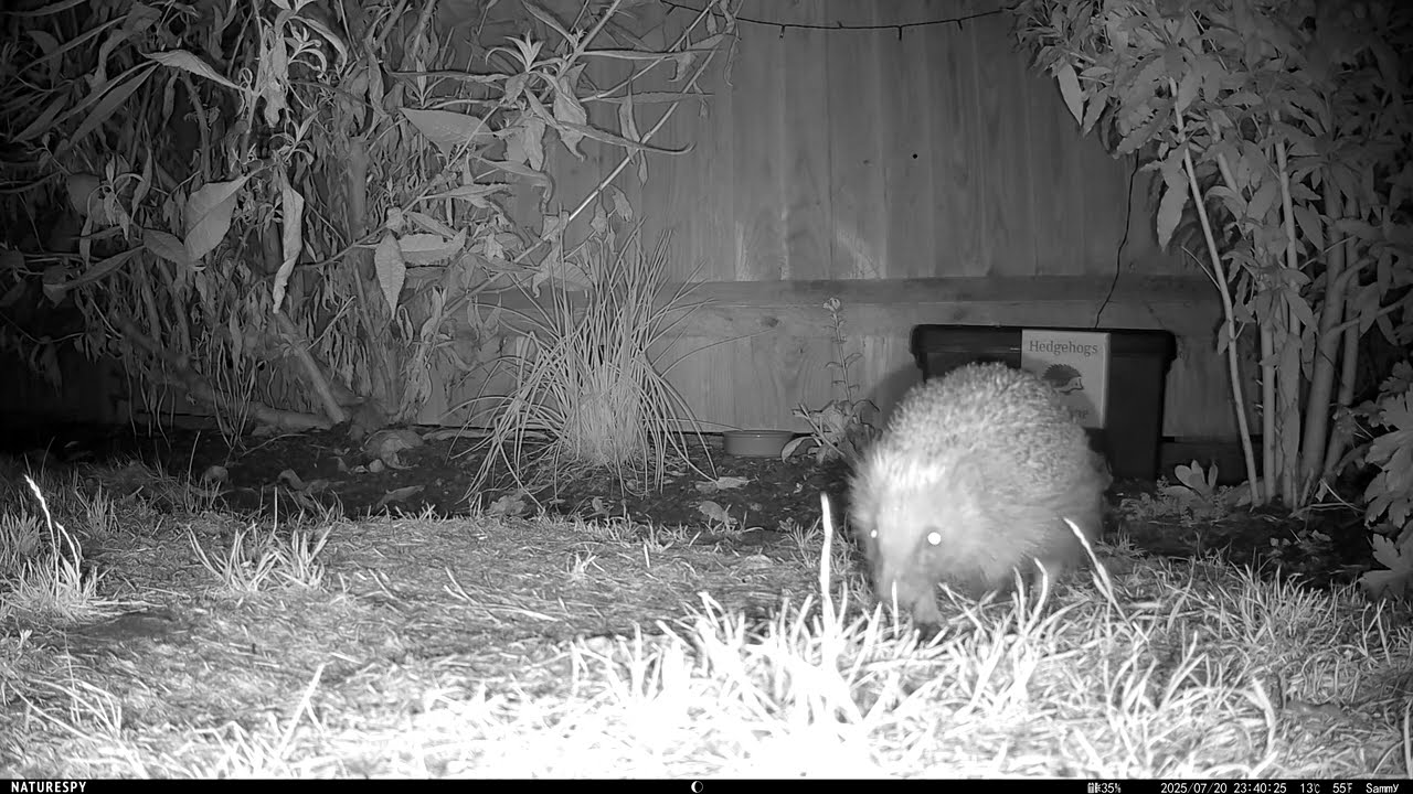 Hedgehogs 19th & 20th July 2025