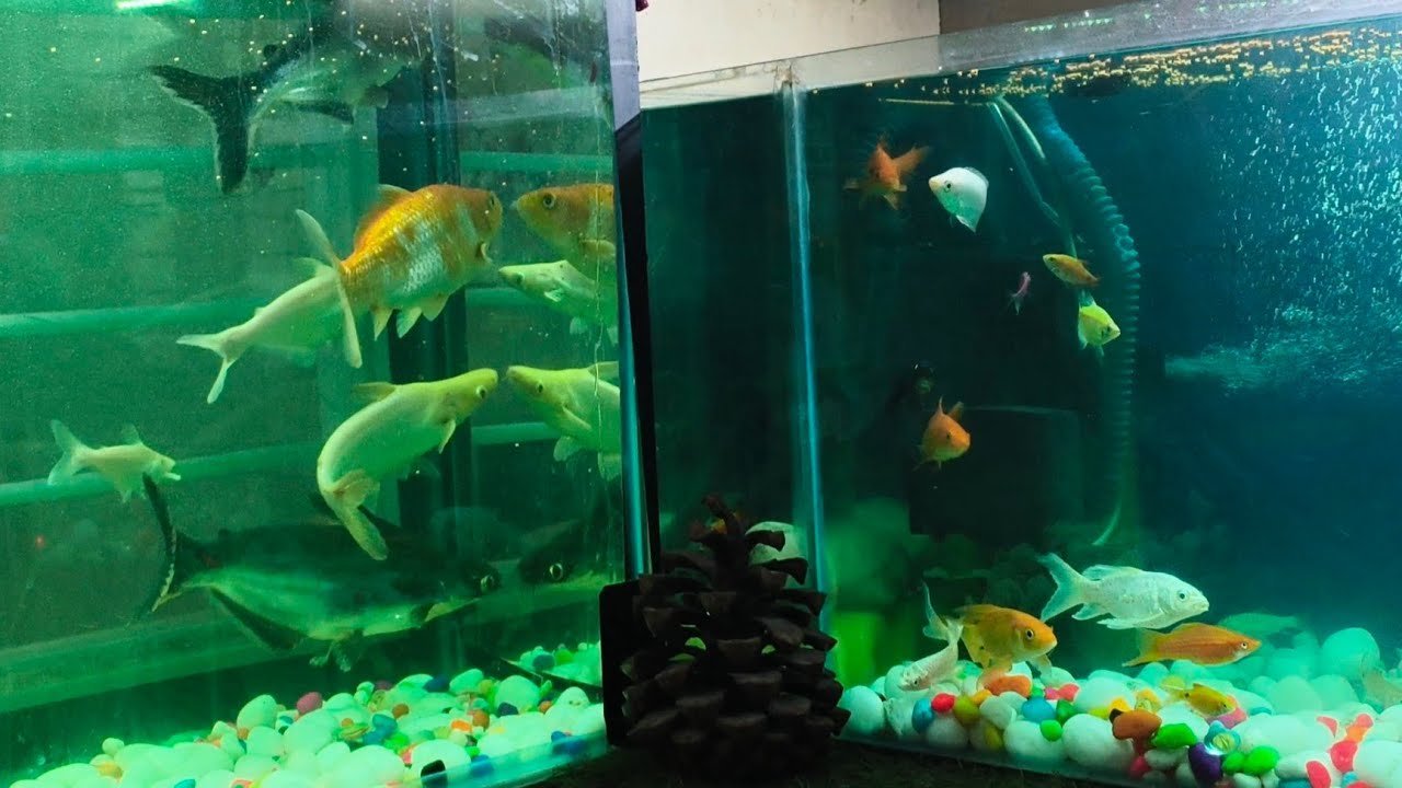 Aaj fish 🐟🐠 tank set 📐 kar diya ..new fish tank..fish tank setup..#viral #viralvideo #fish #fishtank