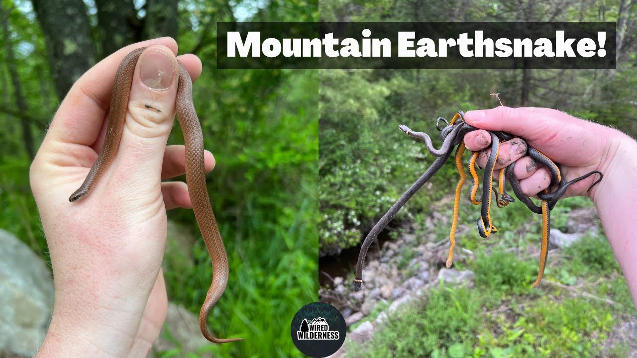 Flipping for Rare Snakes in Maryland! Mountain Earthsnake, Redbelly Snake, and More!