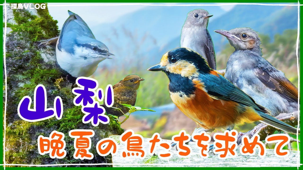 夏終盤の山で野鳥観察～会えるかな？《野鳥撮影vlog》｜ヤマガラ、ミソサザイ、コサメビタキ、ゴジュウカラ