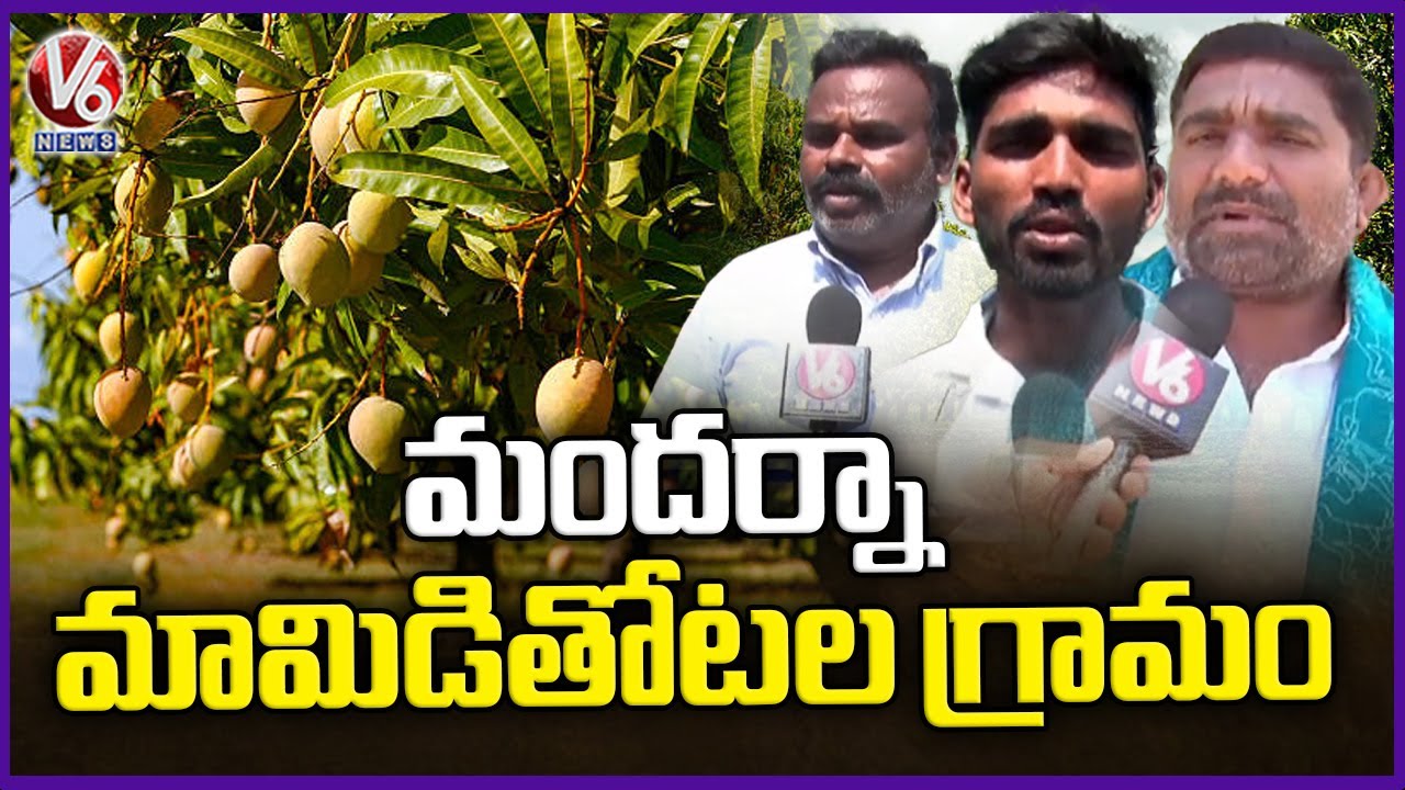 Why Mandharna Village Cultivated Mango Farming only From Past Few years  | V6 News