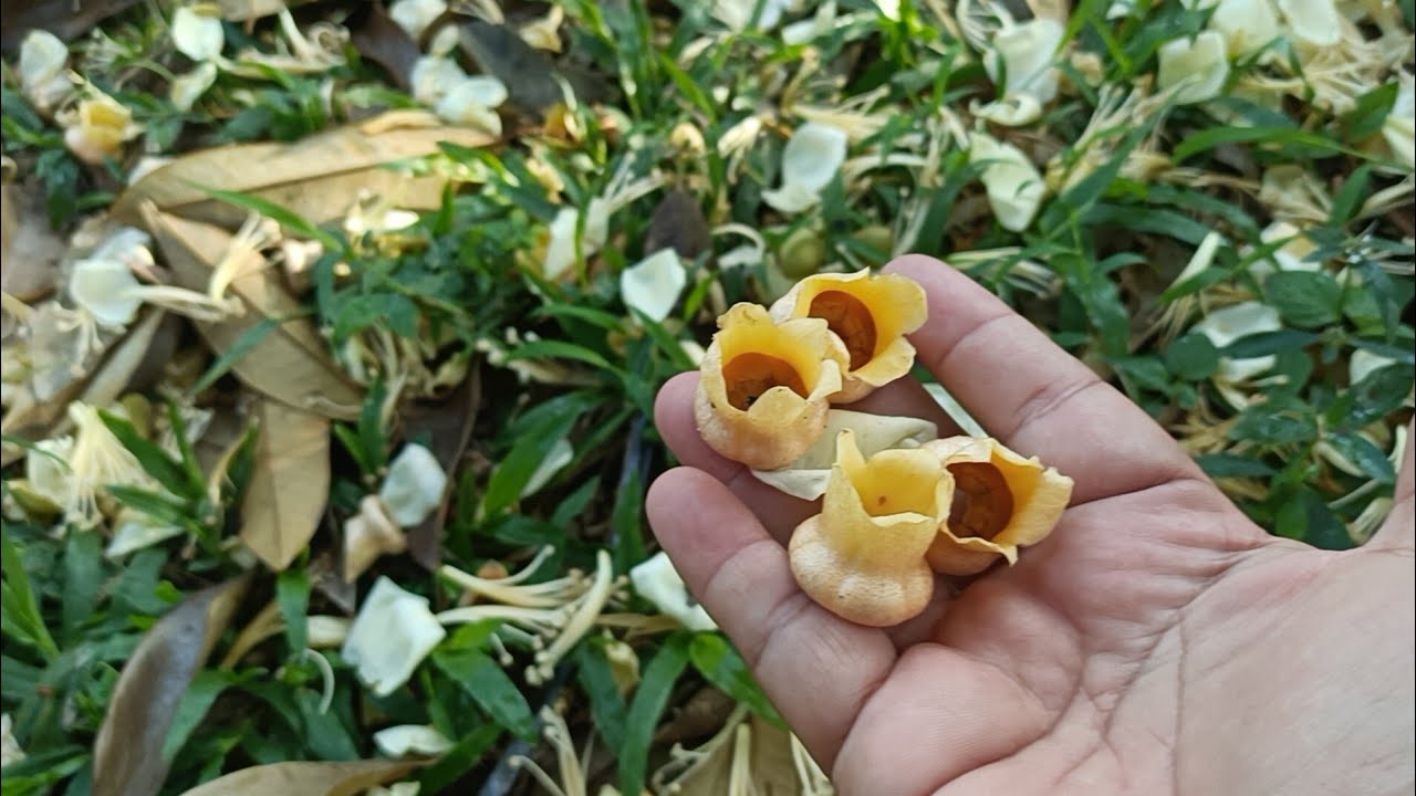 สำรวจหลังการผสมเกสร ปีนี้มีผู้ช่วยผสมเกสรดอกทุเรียน ที่บ้านเนิน 