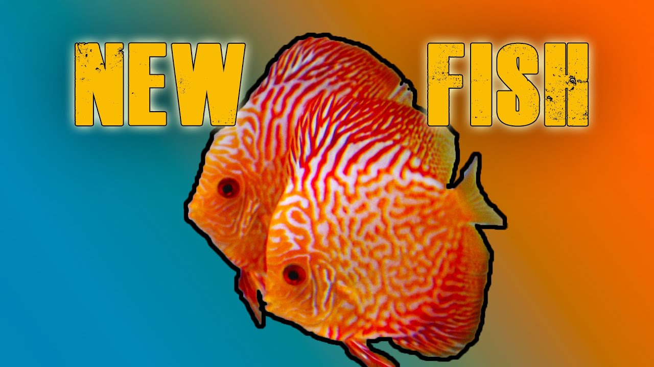 Discus Breeding project - take 2! New discus strain.