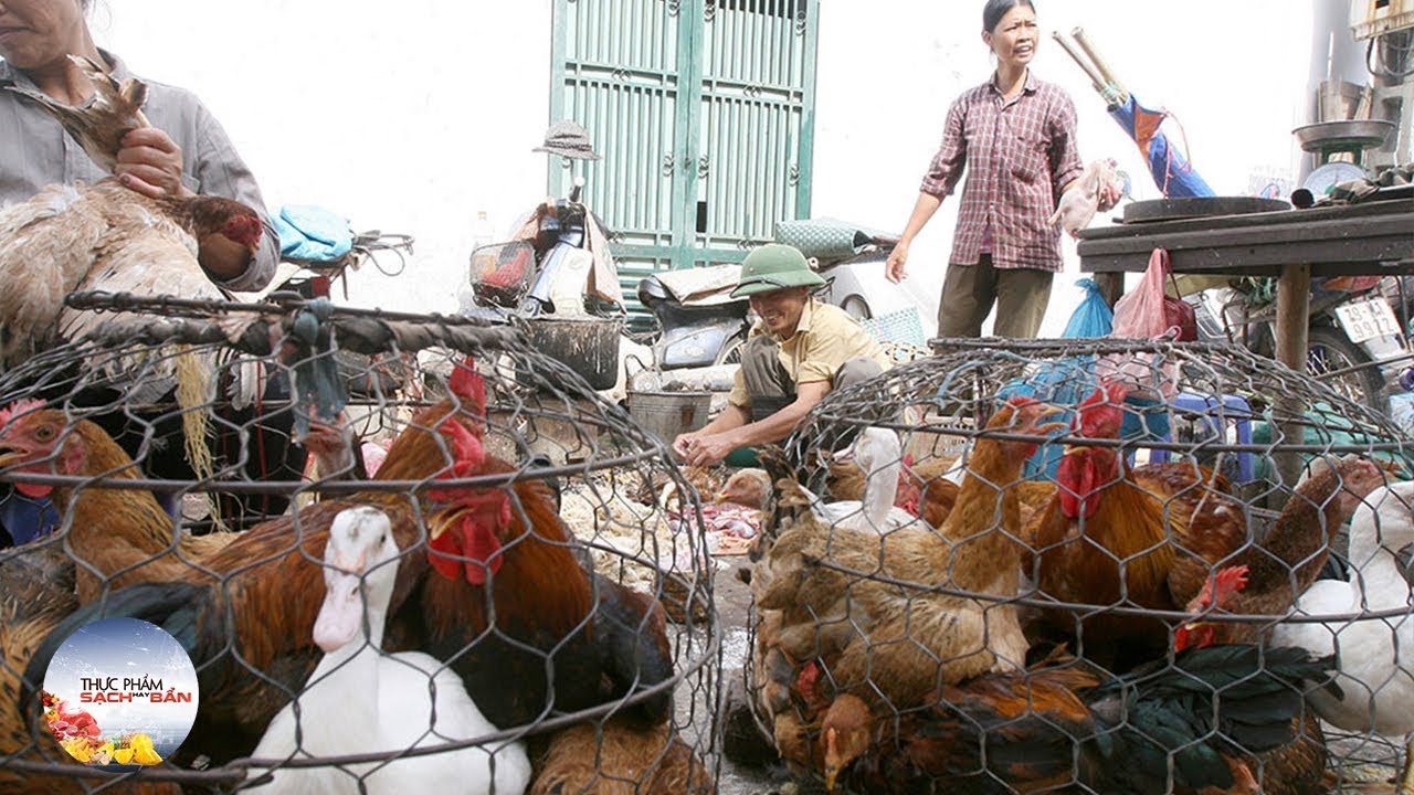 Chợ đầu mối Hà Vỹ tiêu thụ vài chục tấn gia cầm không kiểm dịch H5N6 mỗi ngày