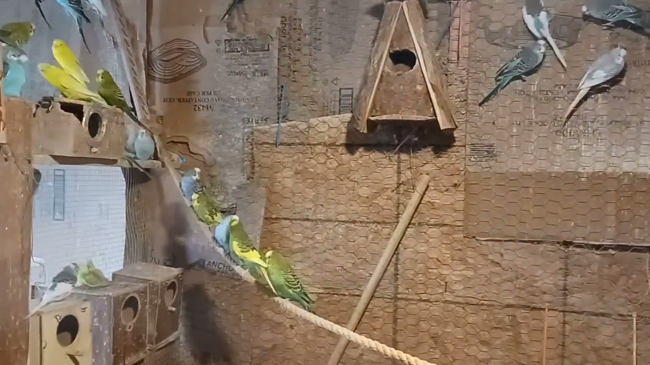 Mis Periquitos #birds #blackfacebudgie #lovebirds #birdsounds #chicago #pets #aves #parakeet
