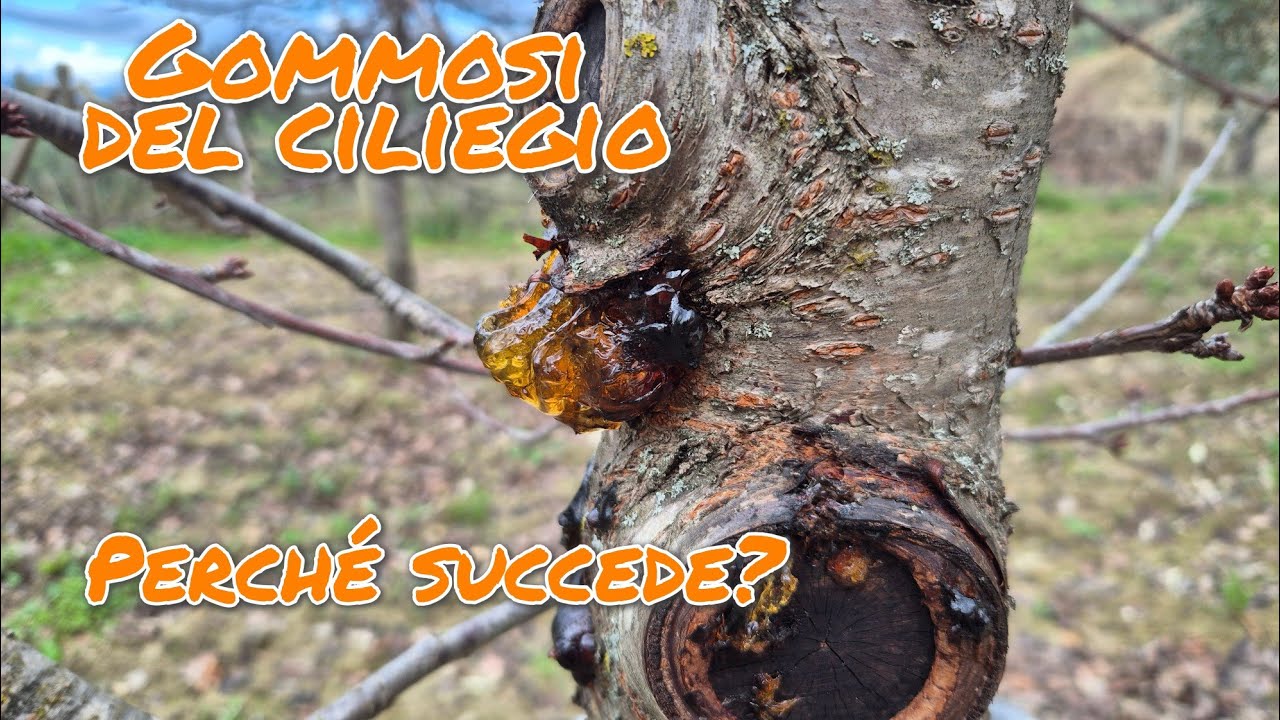 Il ciliegio perde resina? Ecco il metodo corretto per salvarlo