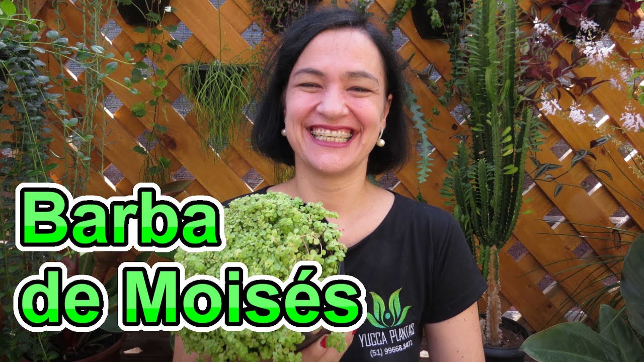Barba de Moisés - Conheça a linda Soleirolia soleirolii!