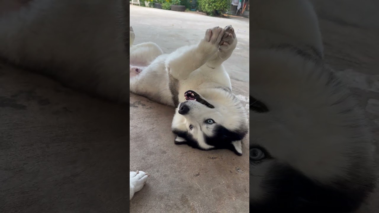 บักหล่าใหญ่คือพ่อเลย #husky #siberianhusky #pets #funny