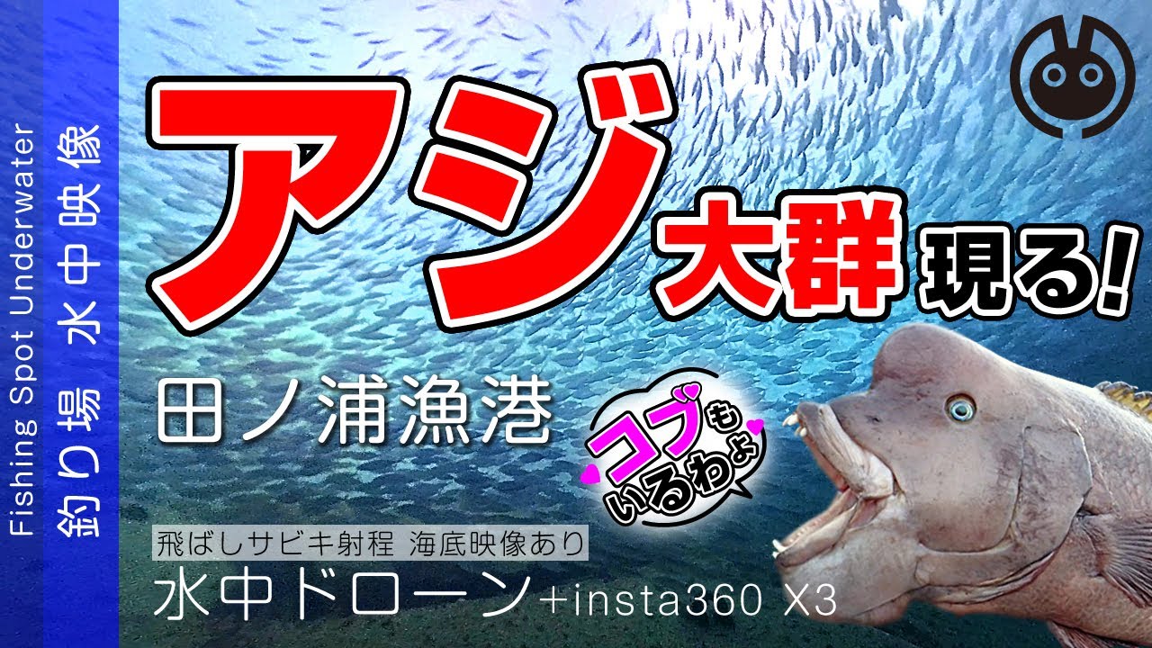 数万匹?! アジ大群 現る！水中ドローン+insta360x3【田ノ浦漁港】水中映像
