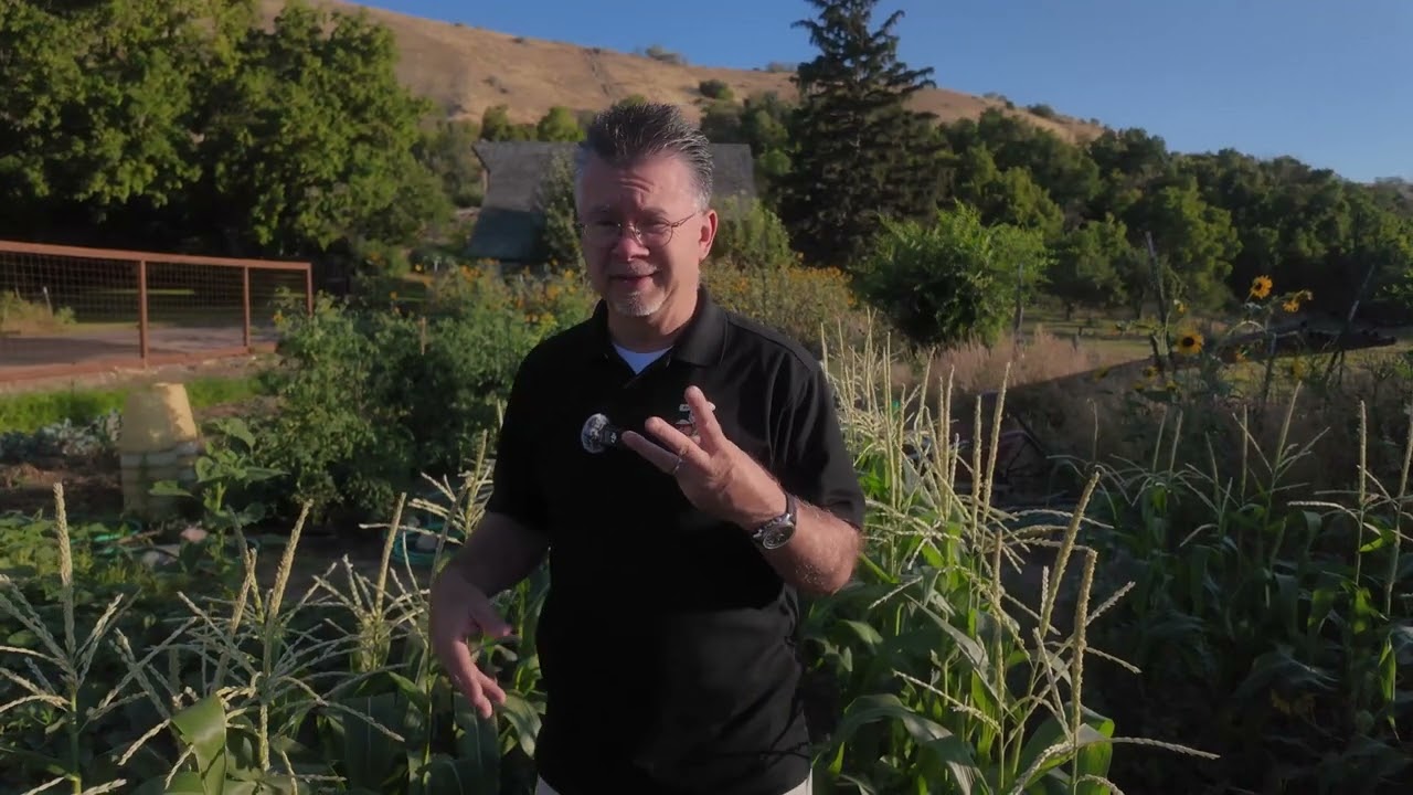 Corn Needs Nitrogen