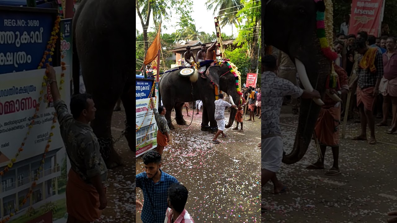 Aana onu pedichuu....( Aana idanju. Elephant attack 2020 ) chiravarambathukavu temple  pooram