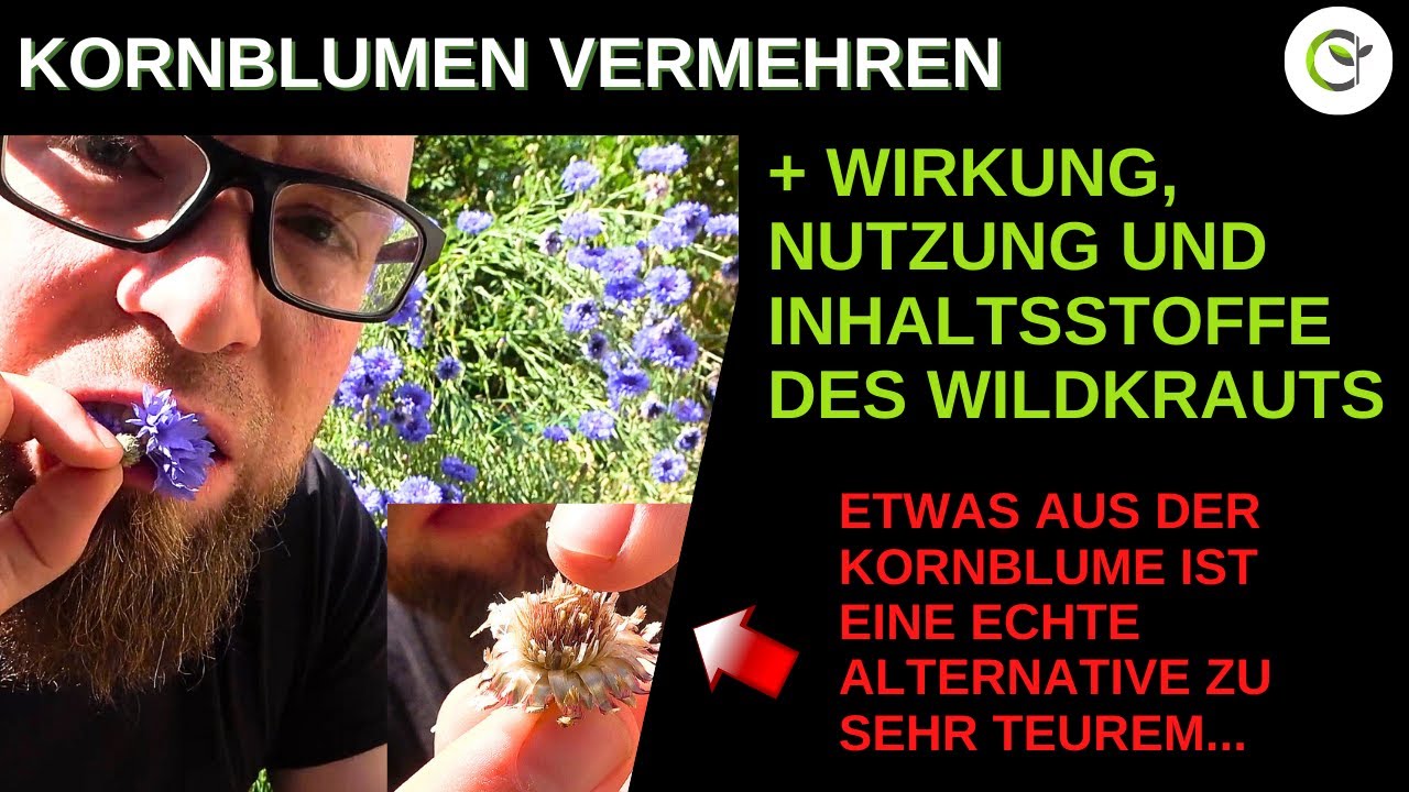 Kornblumen s&auml;en und vermehren mit selbst gesammelten Samen + Bestimmung, Inhaltsstoffe und Wirkung!