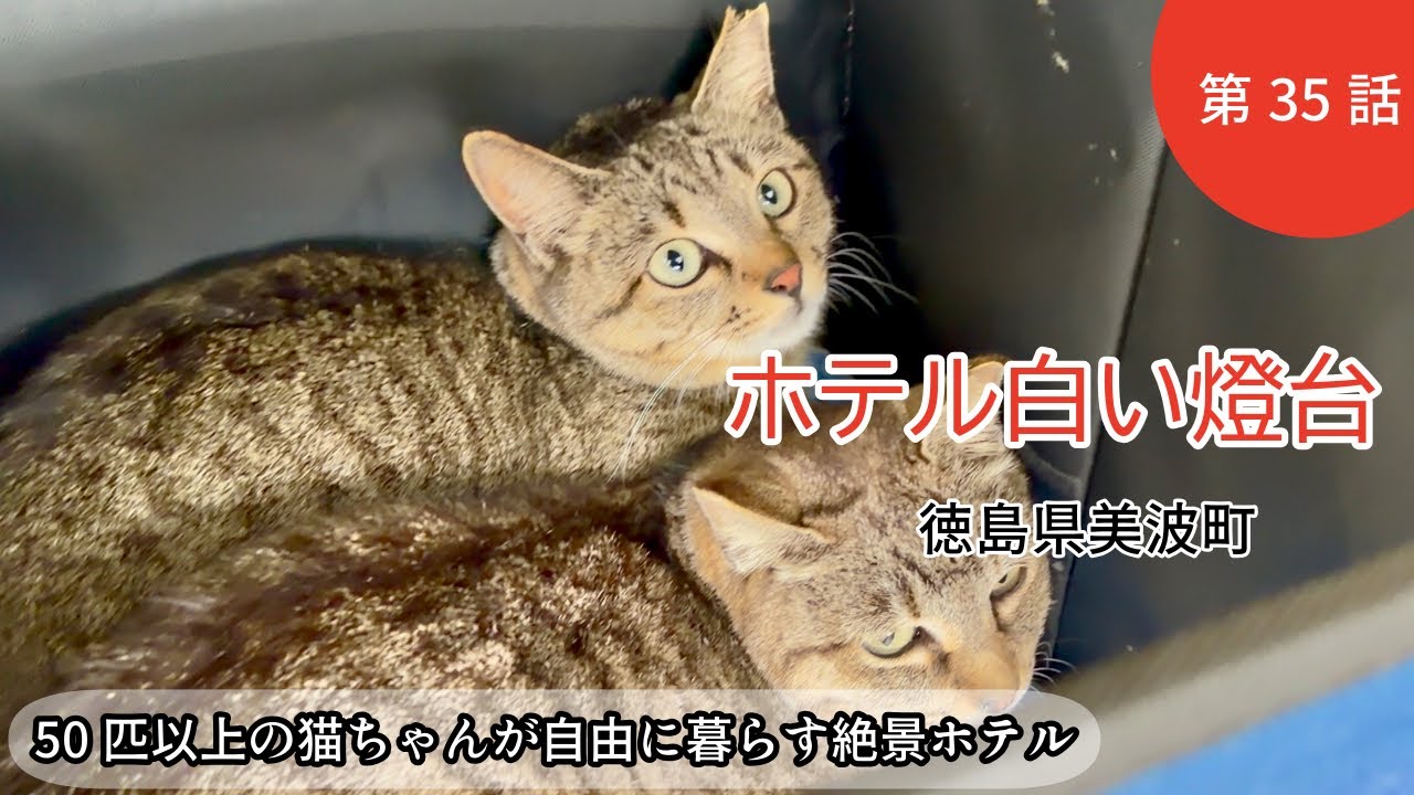 【ホテル白い燈台】35話　海岸猫レイちゃん捕獲とホテルの猫達のお世話/里親様募集中ニャンコ宜しくお願いいたします/徳島美波町/看板猫のいるホテル