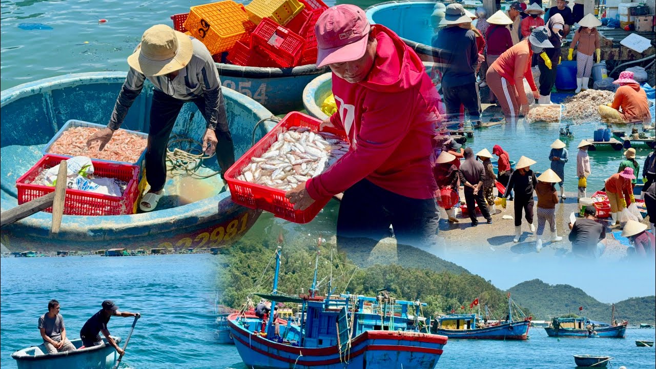 Cận Cảnh Hải Sản Về Nhộn Nhịp Làng Biển Vũng Rô | Nha Trang Biển Xanh 