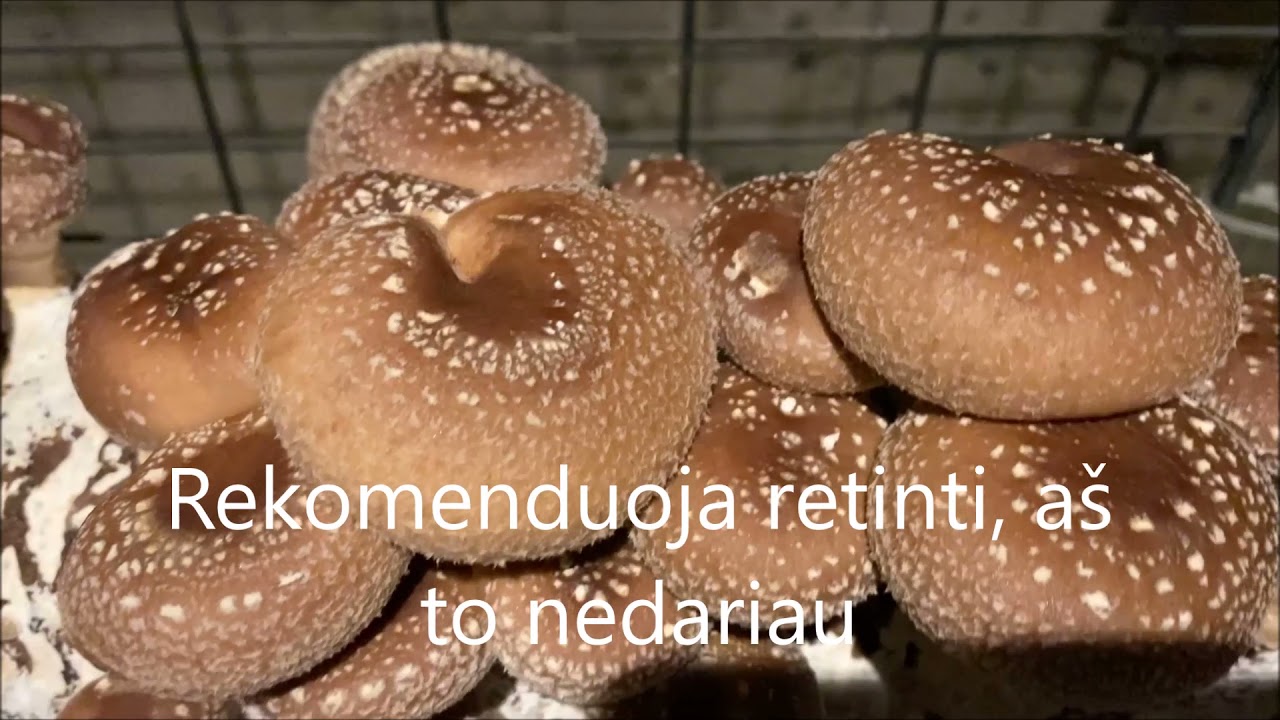 Shiitake grybų auginimas namuose