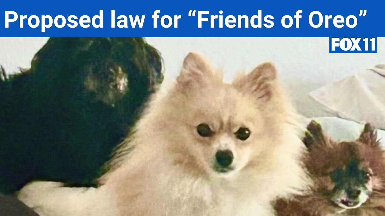 New law aims to help pets during natural disasters
