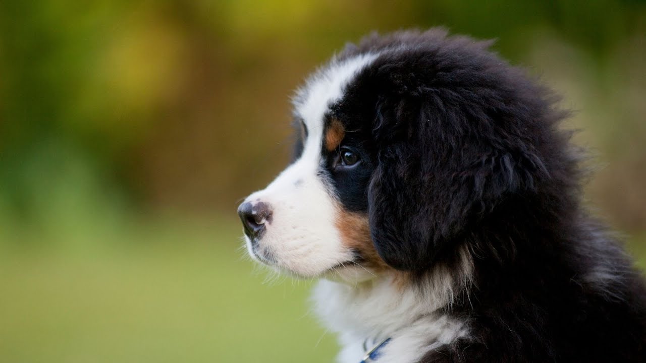 How Much Exercise Do Bernese Mountain Dogs Need?