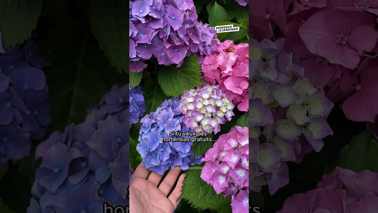 Comment avoir des hortensias gratuits ! 🌼 #hortensia #fleurs #plants #jardin #permaculture