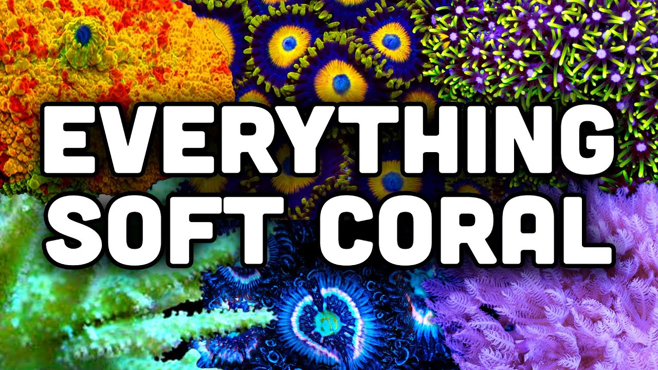 Soft Corals in Reefs! Hardy and Easy! | Coral Care Guide