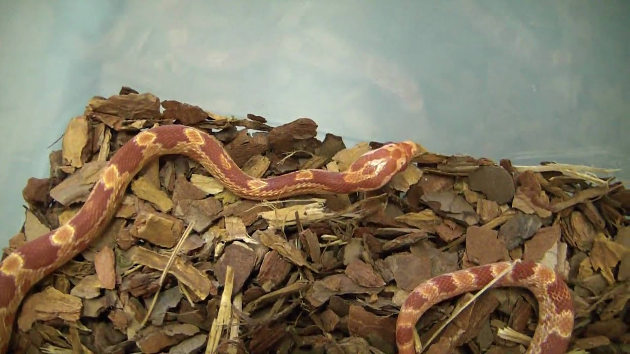 My Amelanistic Corn Snake, Red Albino, Corn snake development # 1