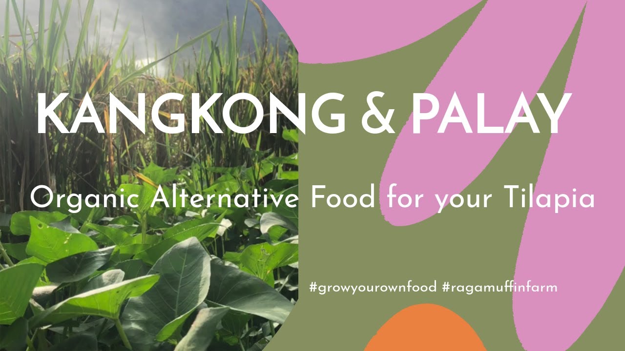Organic Tilapia Foods- Kangkong at Palay!