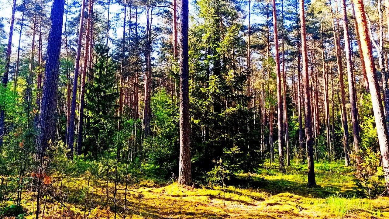Успокаивающее пение птиц и лесная атмосфера для снятия стресса и улучшения сна 🌿